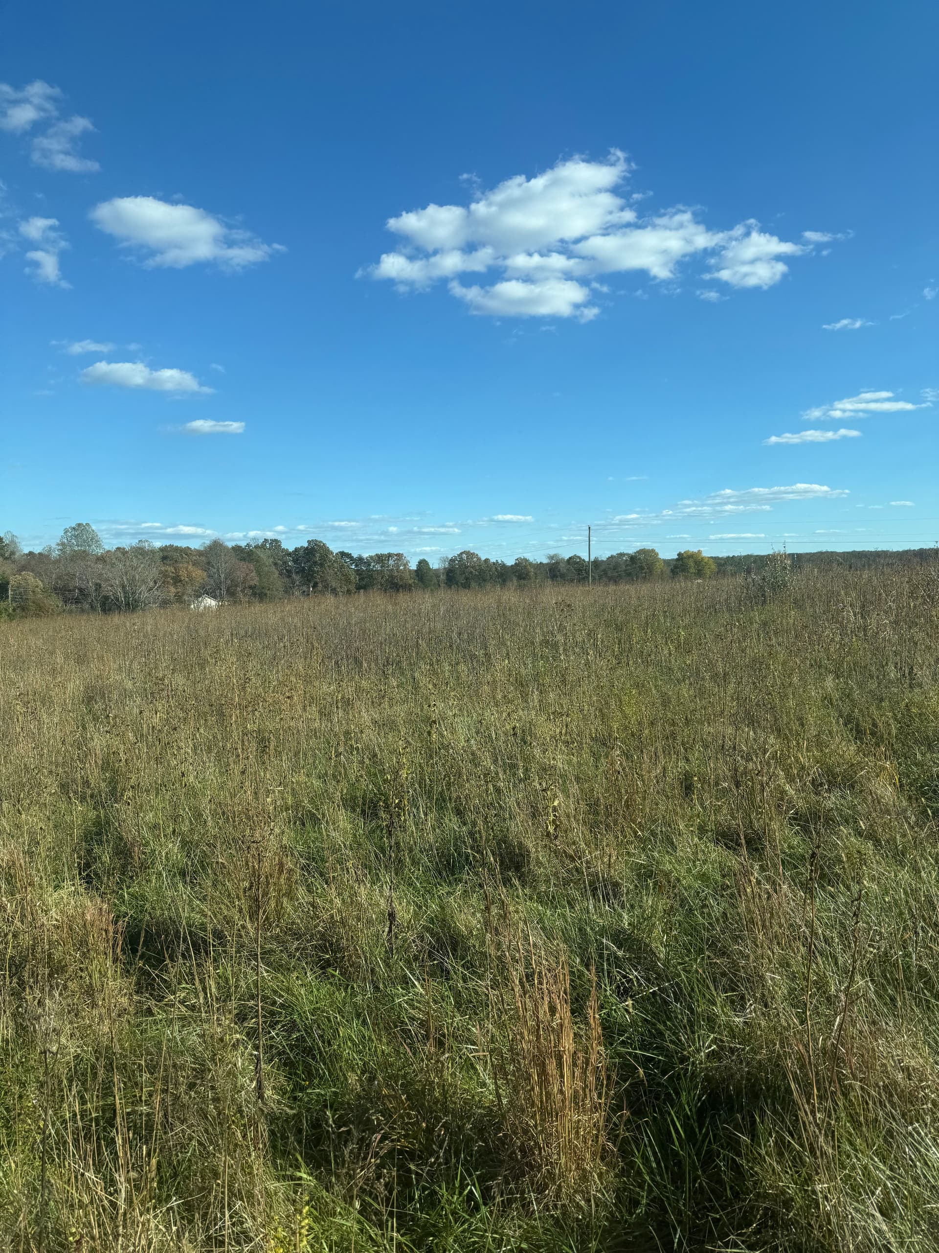 Gallery photos for Clean Cutting for Winter Readiness in Buckingham: Image #2