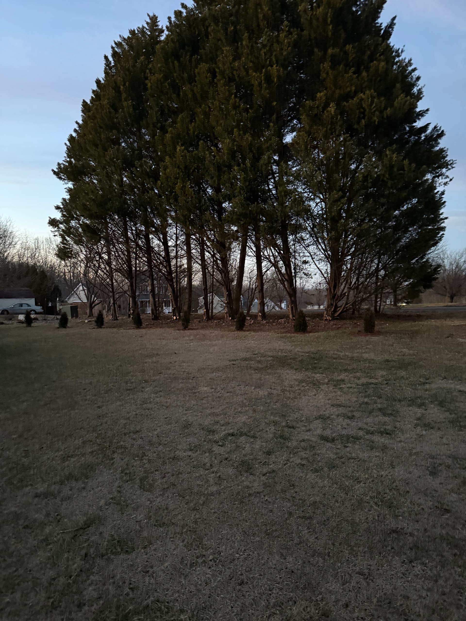 Gallery photos for Garden Bed Revamp with Fresh Mulch and New Plantings: Image #6