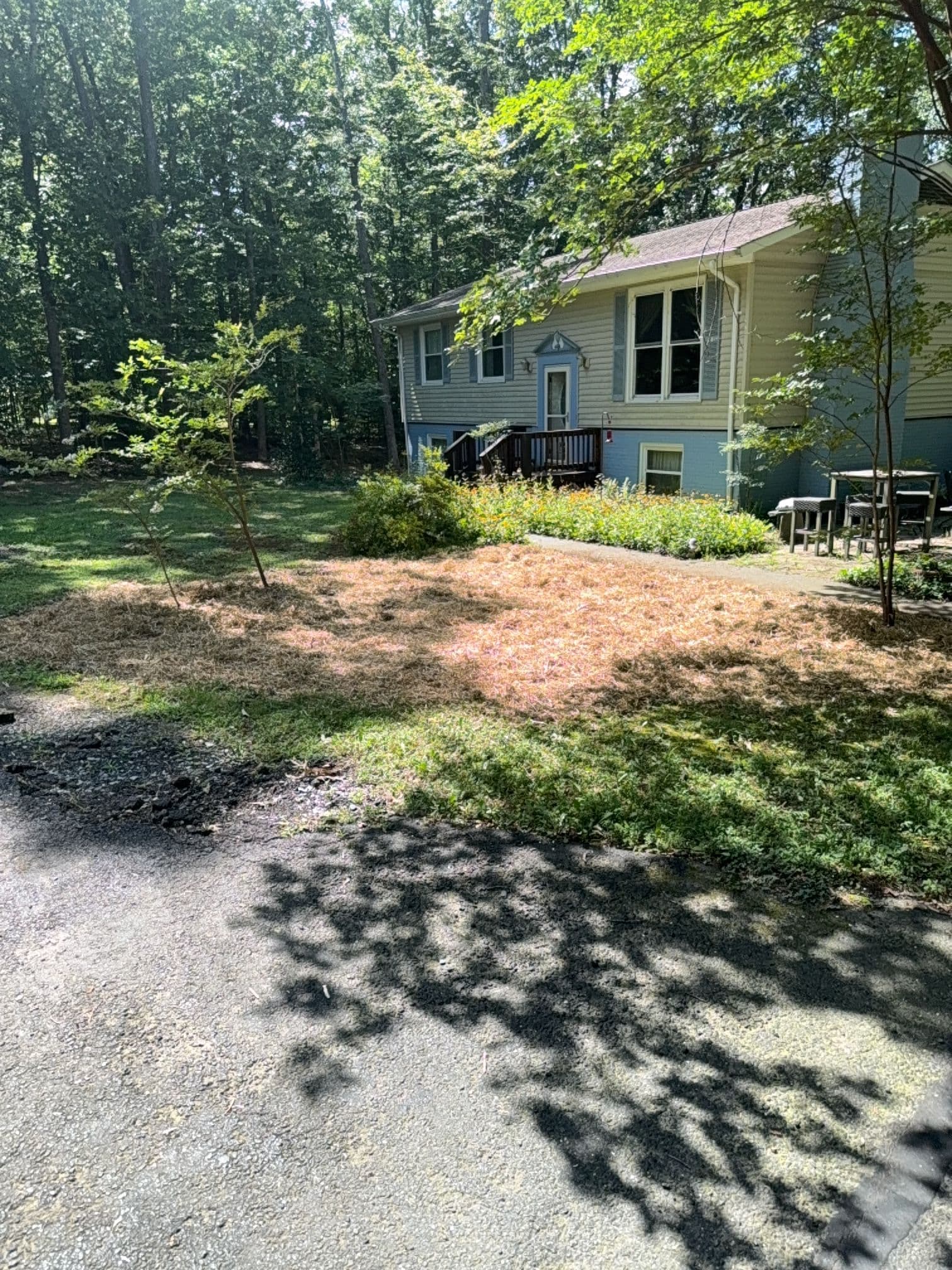 Overgrown Landscape Beds Cleared Down to a Clean Slate