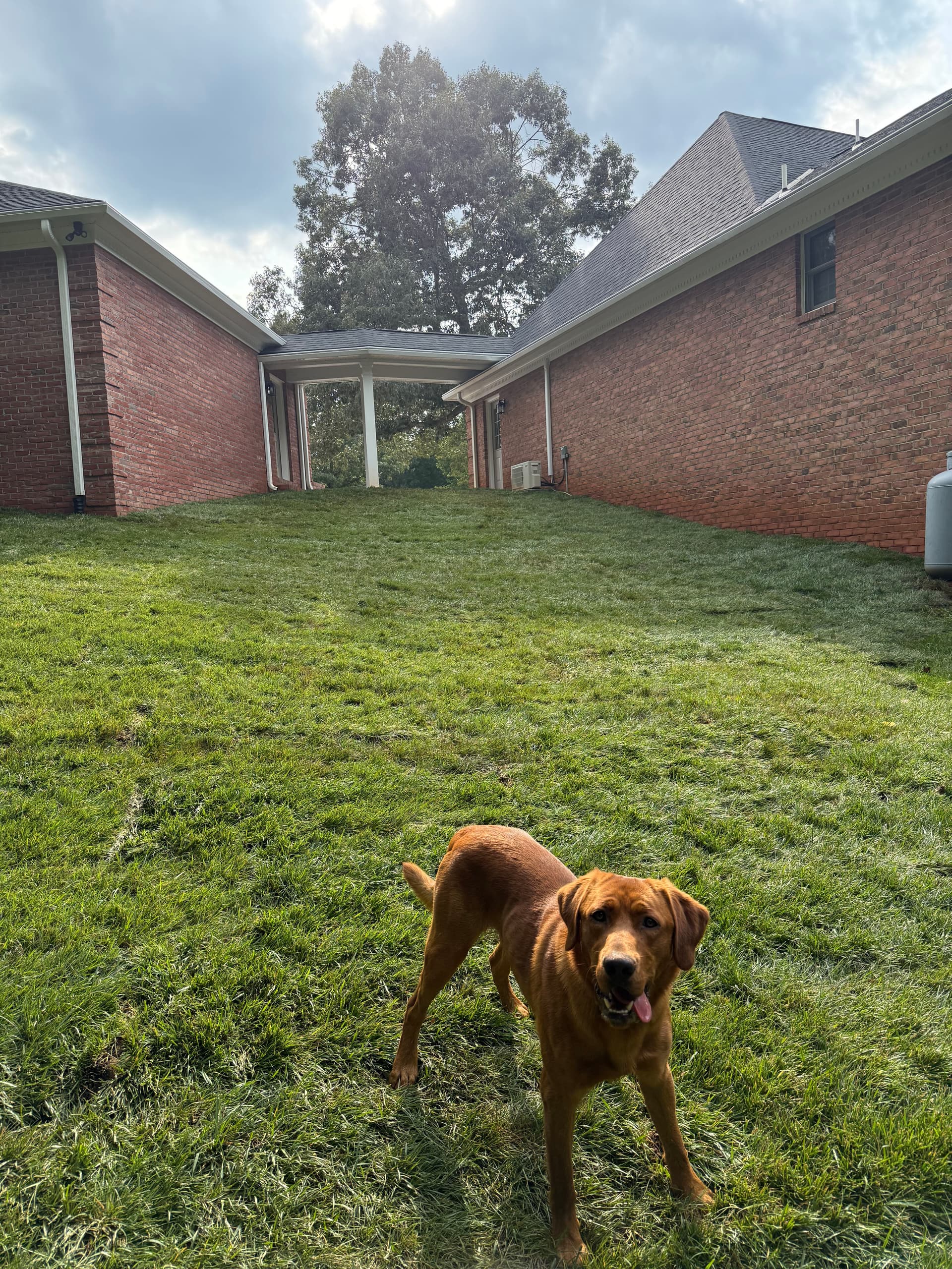 Fresh Fescue Sod Install Turns Bare Dirt Into a Finished Lawn image